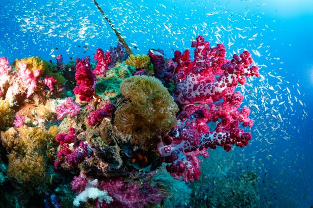 10 Most Beautiful Coral Reefs In The World Discovery 10 Most Beautiful Coral Reefs In The World Discovery