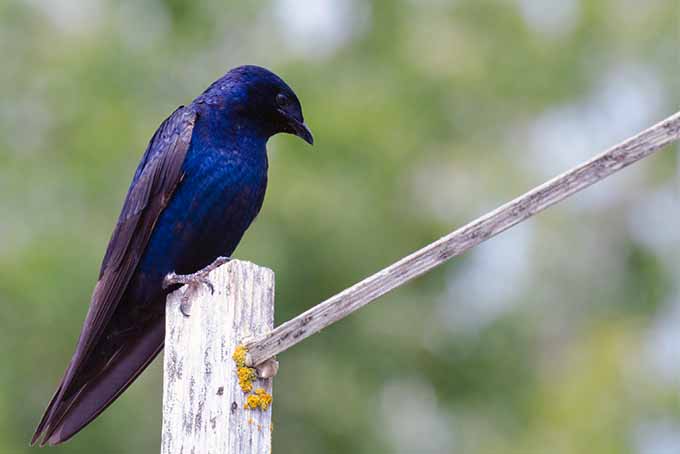 29 Birds That Start With P Sonoma Birding 29 Birds That Start With P Sonoma Birding