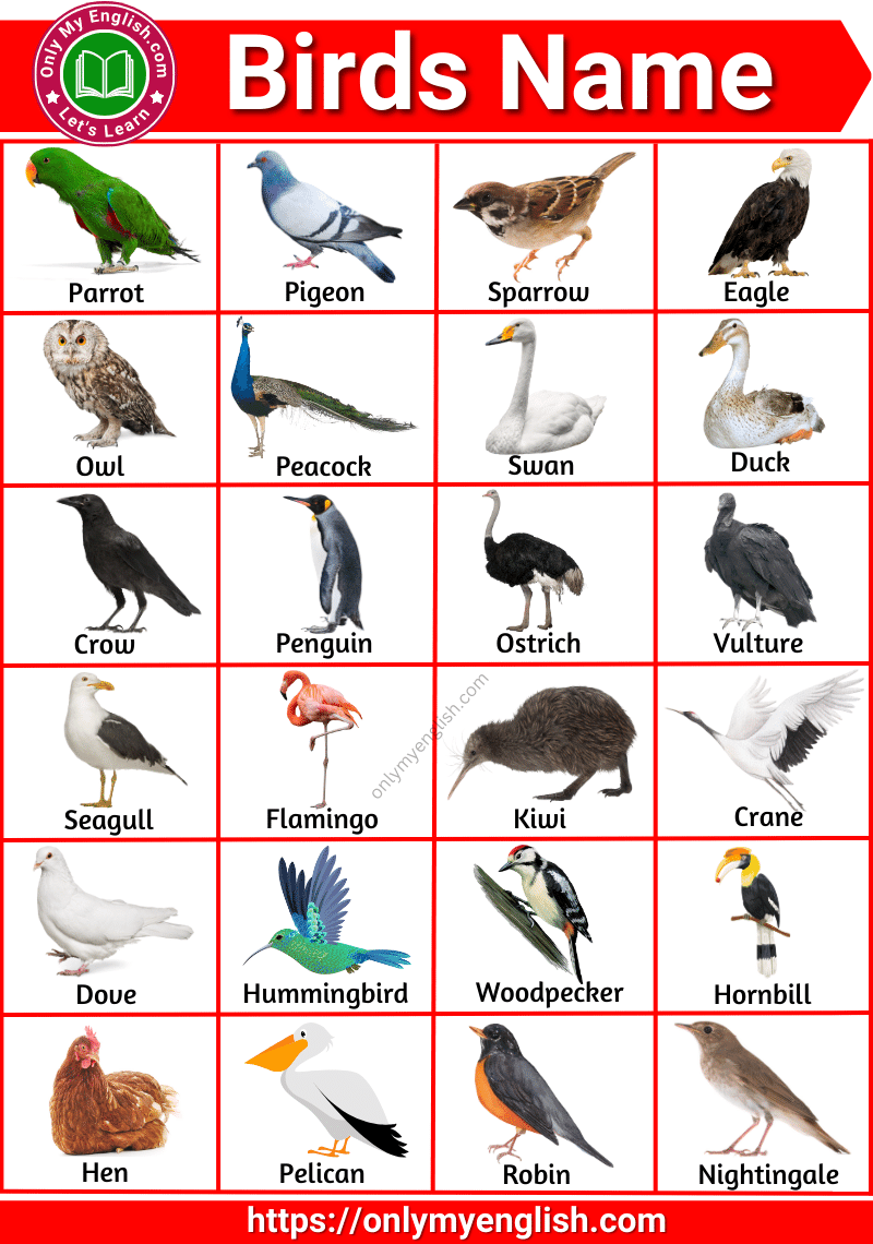 Birds Name In English With Pdf Name Of Birds Birds Names For Kids Birds Name In English With Pdf Name Of Birds Birds Names For Kids