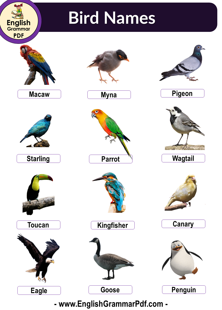 Birds Names Explore List Of 100 Names In English Birds Names Explore List Of 100 Names In English