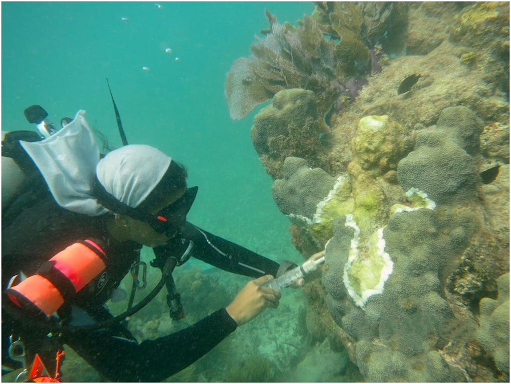 Coral Reefs Biscayne National Park U S National Park Service Coral Reefs Biscayne National Park U S National Park Service